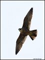 _1SB5965 peregrine falcon